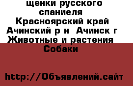 щенки русского спаниеля - Красноярский край, Ачинский р-н, Ачинск г. Животные и растения » Собаки   